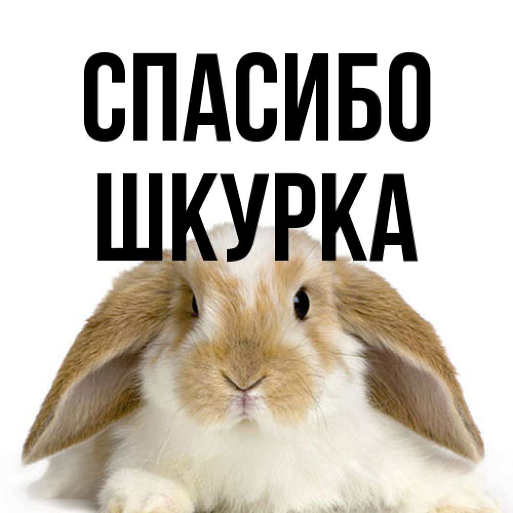 Открытка на каждый день с именем, Шкурка Спасибо коричнево белый заяц Прикольная открытка с пожеланием онлайн скачать бесплатно 