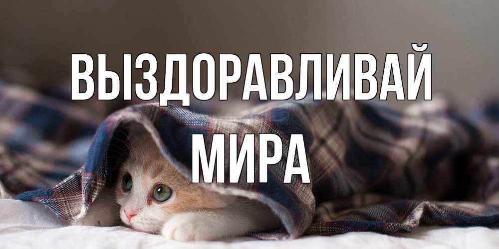 Открытка на каждый день с именем, Мира Выздоравливай не болейте с котиком Прикольная открытка с пожеланием онлайн скачать бесплатно 