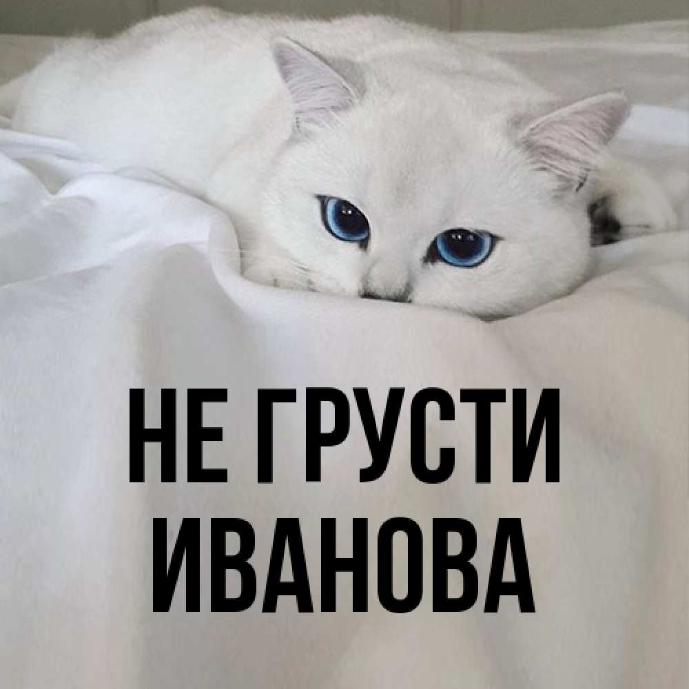 Открытка на каждый день с именем, Иванова Не грусти Голубоглазая кошка Прикольная открытка с пожеланием онлайн скачать бесплатно 