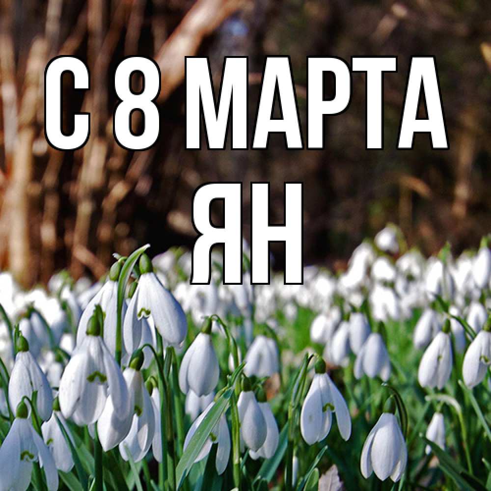 Открытка на каждый день с именем, Ян C 8 МАРТА с подснежниками 1 Прикольная открытка с пожеланием онлайн скачать бесплатно 