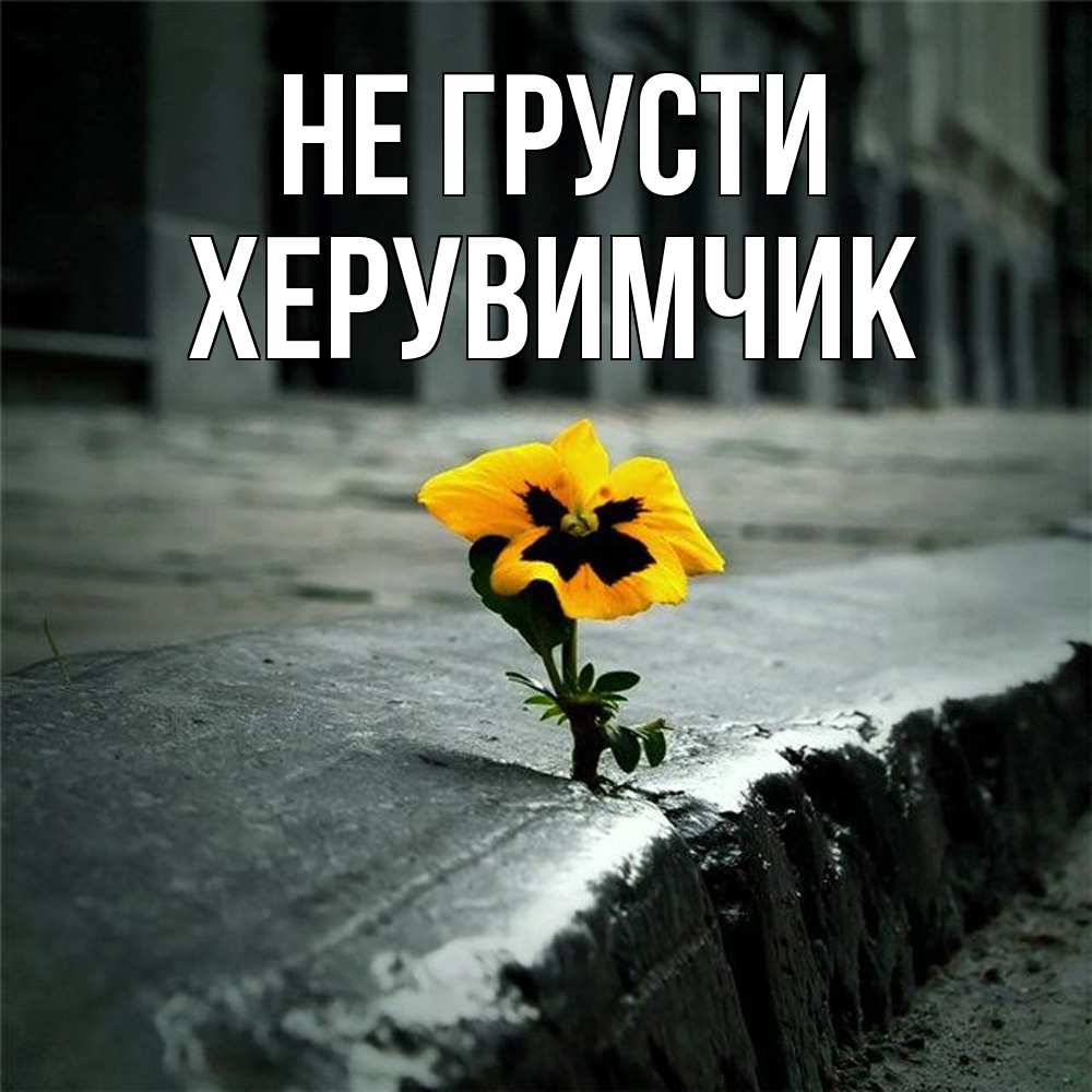 Открытка на каждый день с именем, Хеpувимчик Не грусти не сдавайся Прикольная открытка с пожеланием онлайн скачать бесплатно 