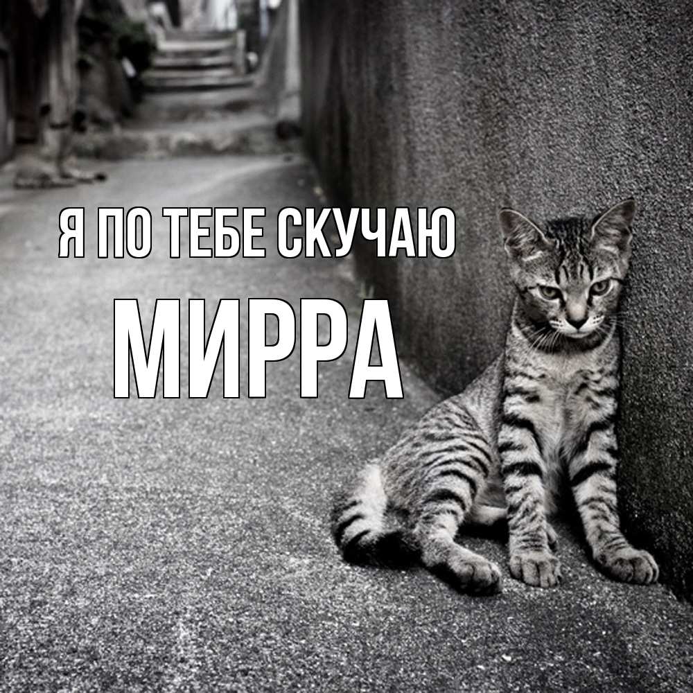 Открытка на каждый день с именем, Мирра Я по тебе скучаю одиноко котику Прикольная открытка с пожеланием онлайн скачать бесплатно 