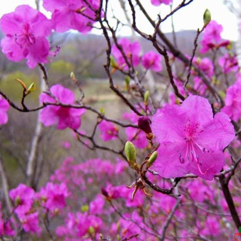 Открытка с именем, Луна, C 8 МАРТА