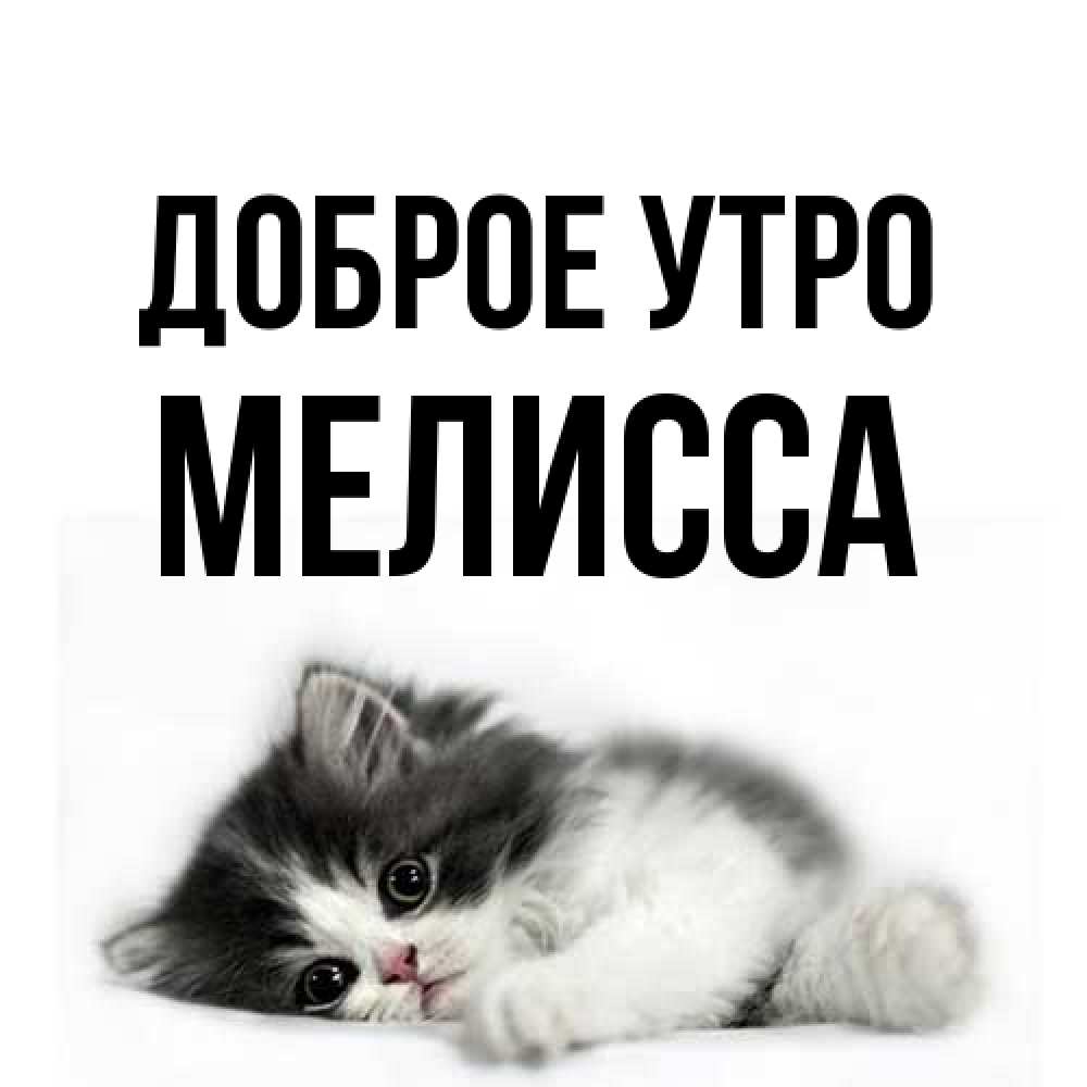 Открытка на каждый день с именем, Мелисса Доброе утро кот лапки Прикольная открытка с пожеланием онлайн скачать бесплатно 