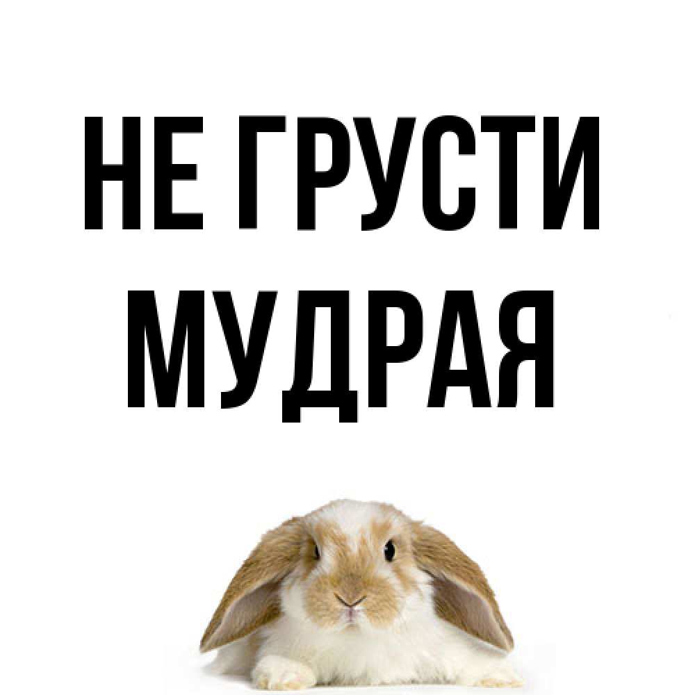 Открытка на каждый день с именем, Мудpая Не грусти коричнево белый заяц с большими ушками Прикольная открытка с пожеланием онлайн скачать бесплатно 
