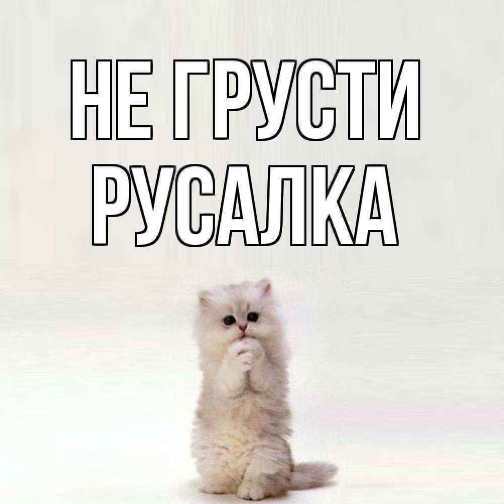 Открытка на каждый день с именем, Русалка Не грусти грустный кот Прикольная открытка с пожеланием онлайн скачать бесплатно 