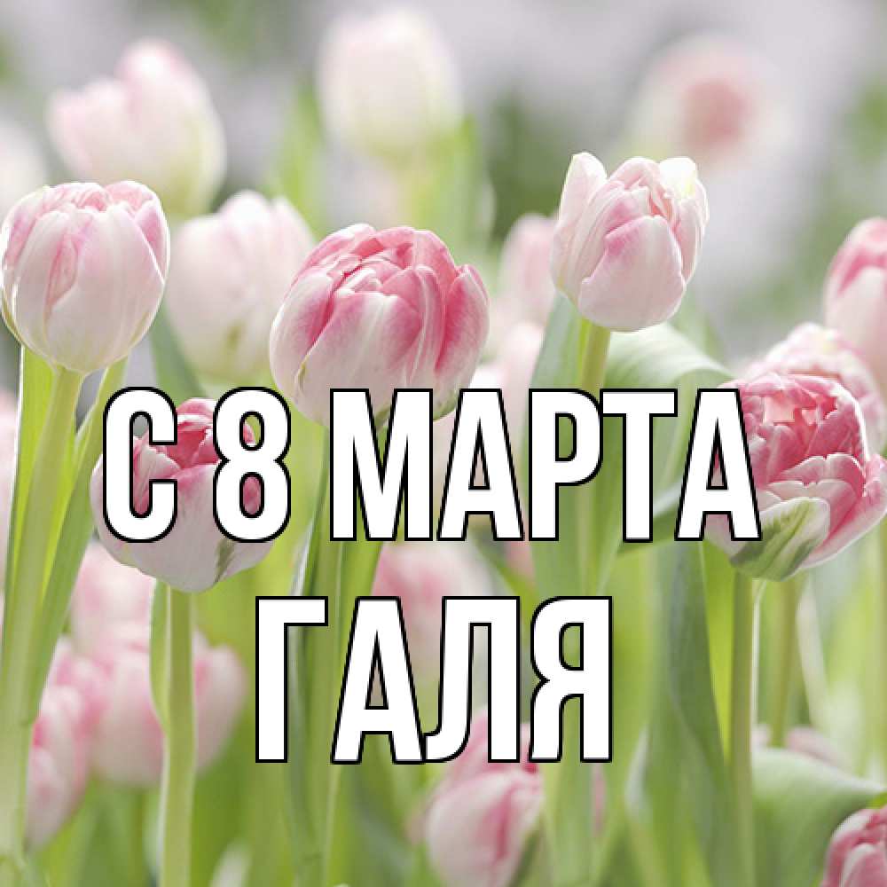 Открытка на каждый день с именем, Галя C 8 МАРТА цветы Прикольная открытка с пожеланием онлайн скачать бесплатно 