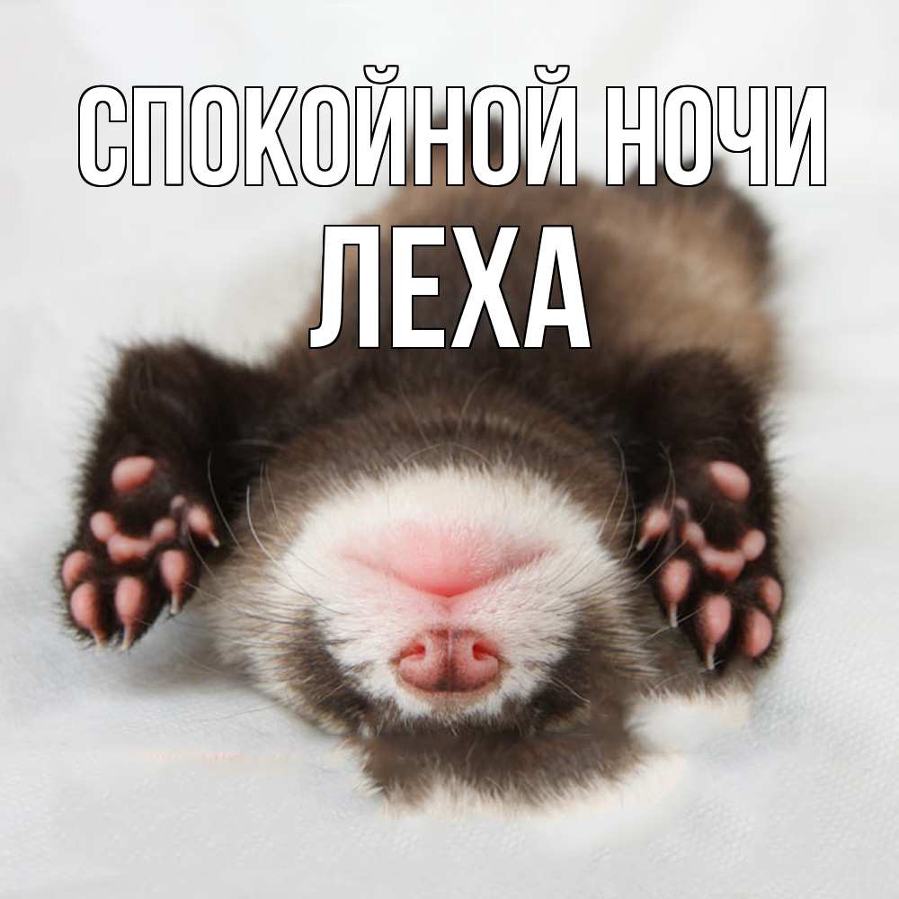 Открытка на каждый день с именем, леха Спокойной ночи зверек Прикольная открытка с пожеланием онлайн скачать бесплатно 