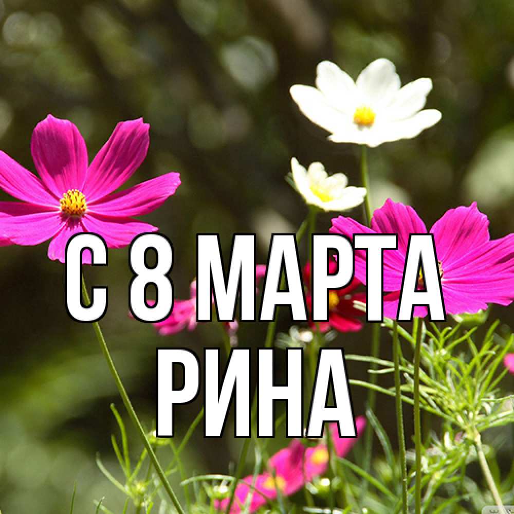 Открытка на каждый день с именем, Рина C 8 МАРТА цветы Прикольная открытка с пожеланием онлайн скачать бесплатно 