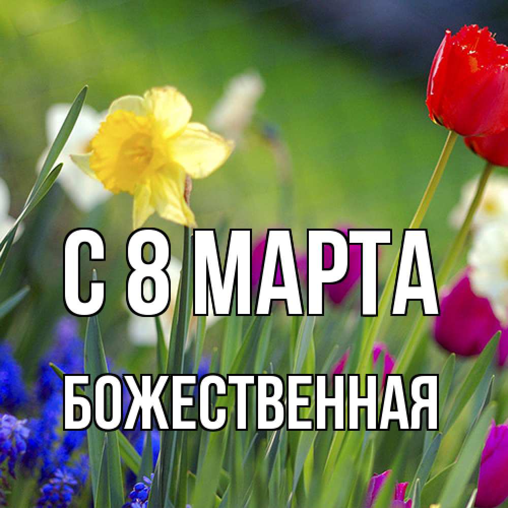 Открытка на каждый день с именем, божественная C 8 МАРТА международный женский день 3 Прикольная открытка с пожеланием онлайн скачать бесплатно 