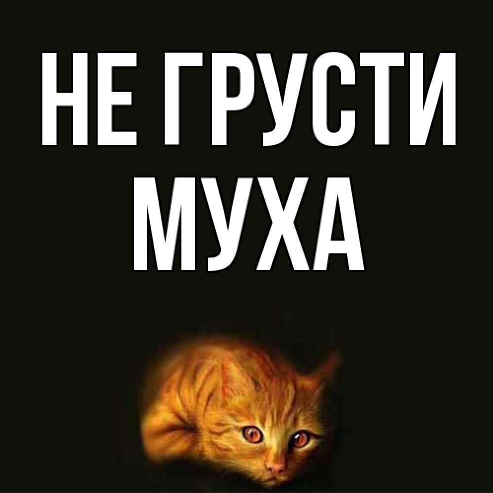 Открытка на каждый день с именем, Муха Не грусти лежащий кот в темноте Прикольная открытка с пожеланием онлайн скачать бесплатно 