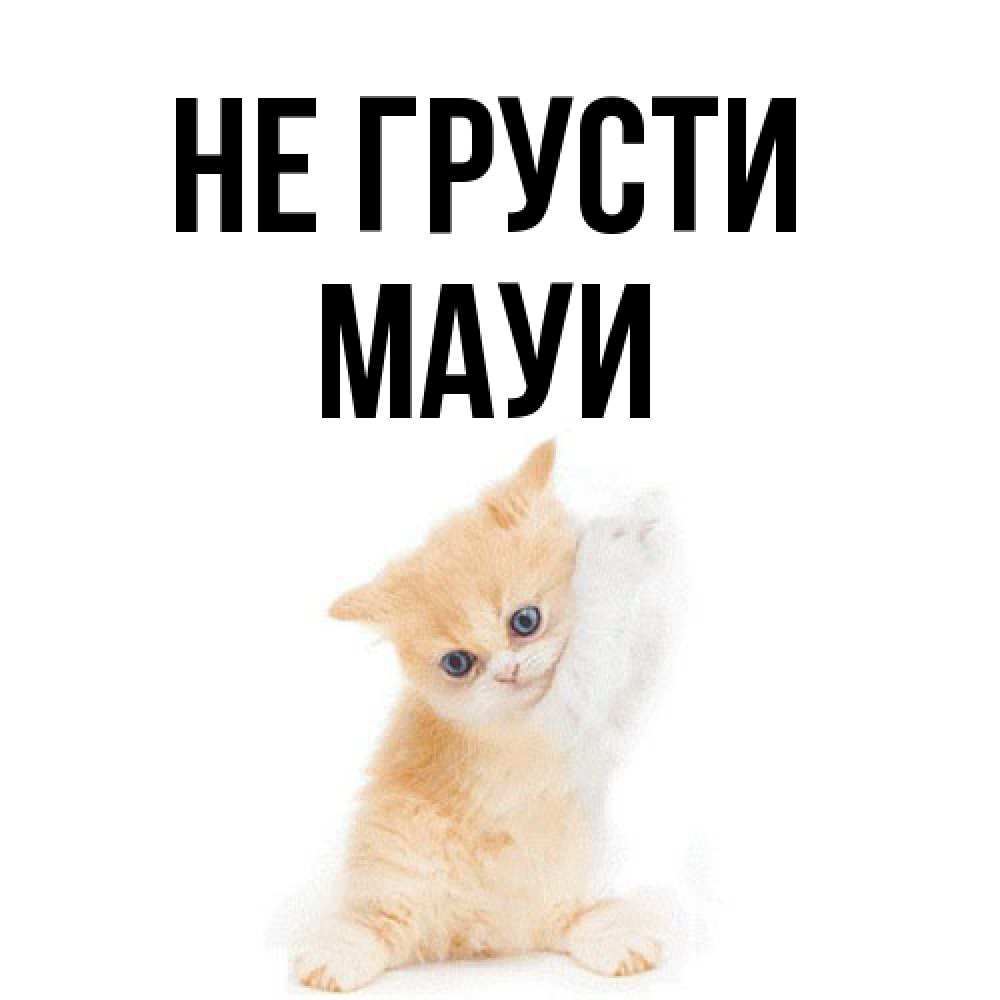 Открытка на каждый день с именем, Мауи Не грусти просящий кот Прикольная открытка с пожеланием онлайн скачать бесплатно 