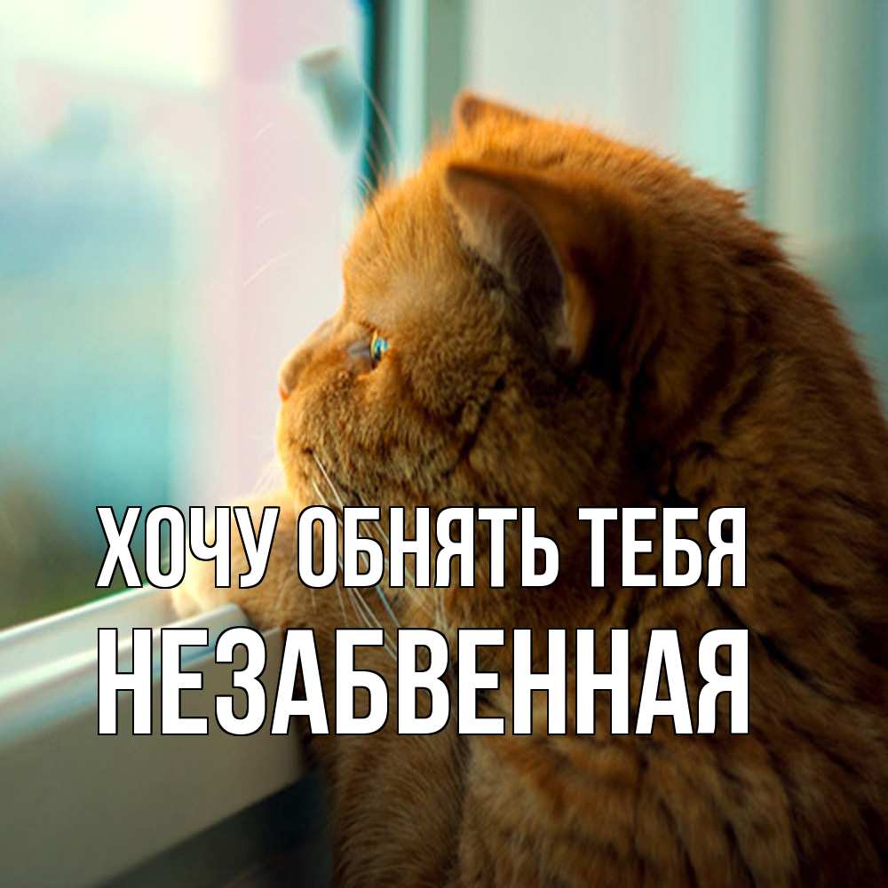 Открытка на каждый день с именем, незабвенная Хочу обнять тебя большой огромный рыжий котяра Прикольная открытка с пожеланием онлайн скачать бесплатно 