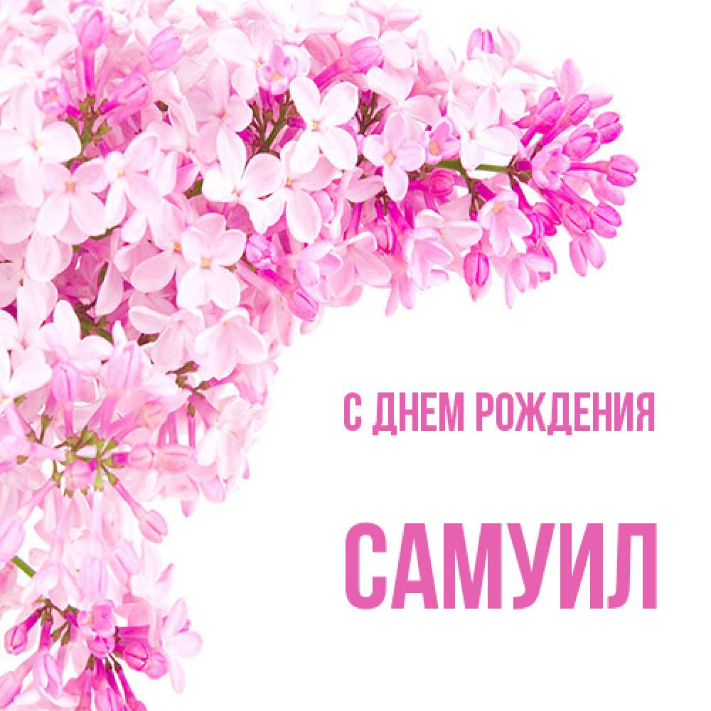 Открытка на каждый день с именем, Самуил С днем рождения Сирень на белом фоне Прикольная открытка с пожеланием онлайн скачать бесплатно 