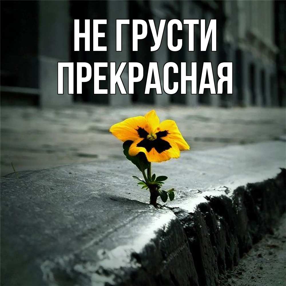 Открытка на каждый день с именем, Пpекpасная Не грусти не сдавайся Прикольная открытка с пожеланием онлайн скачать бесплатно 