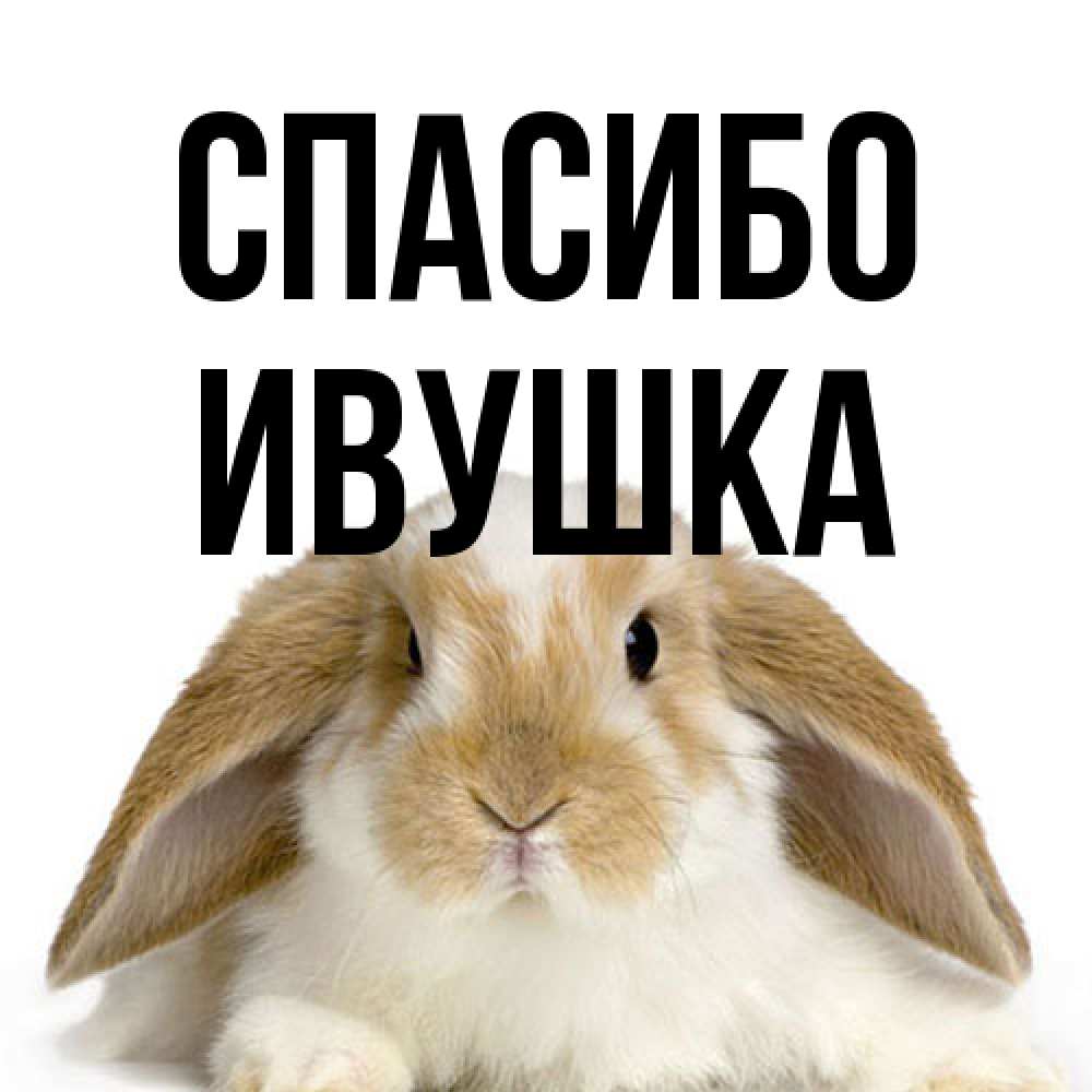 Открытка на каждый день с именем, Ивушка Спасибо коричнево белый заяц Прикольная открытка с пожеланием онлайн скачать бесплатно 