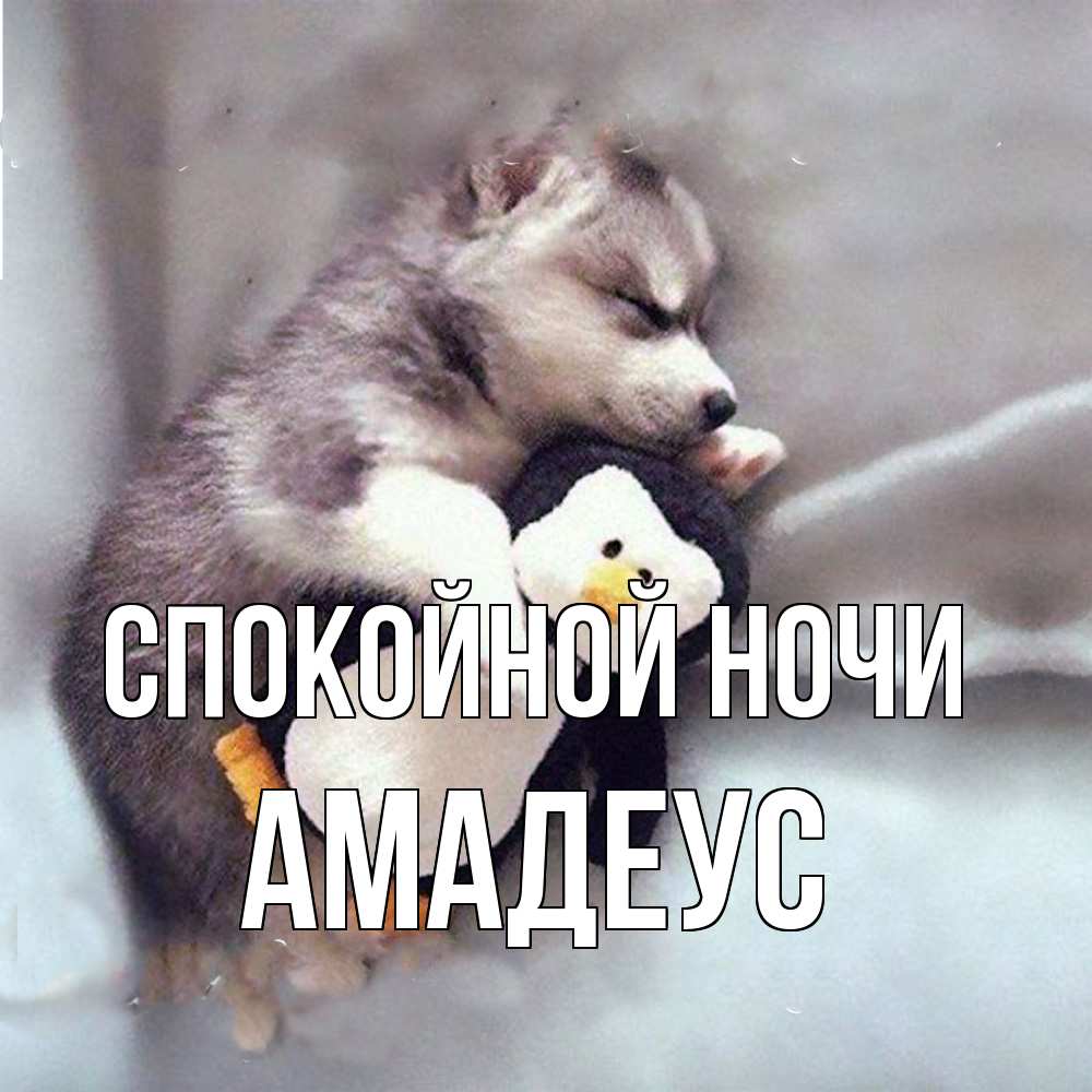 Открытка на каждый день с именем, Амадеус Спокойной ночи обнимашки щенка и пингвина Прикольная открытка с пожеланием онлайн скачать бесплатно 