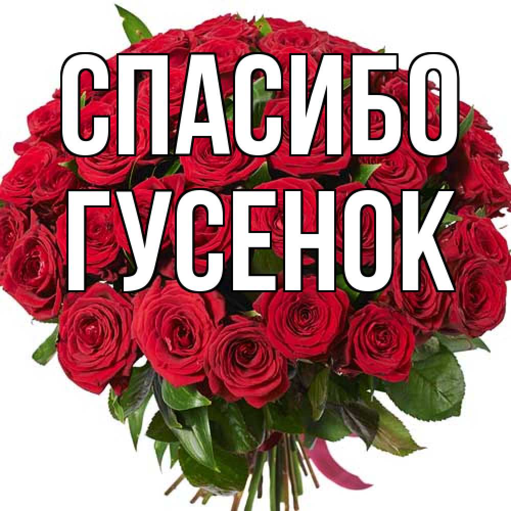 Открытка на каждый день с именем, гусенок Спасибо букет красных роз Прикольная открытка с пожеланием онлайн скачать бесплатно 