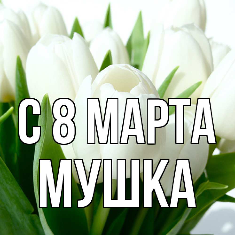 Открытка на каждый день с именем, мушка C 8 МАРТА цветы Прикольная открытка с пожеланием онлайн скачать бесплатно 