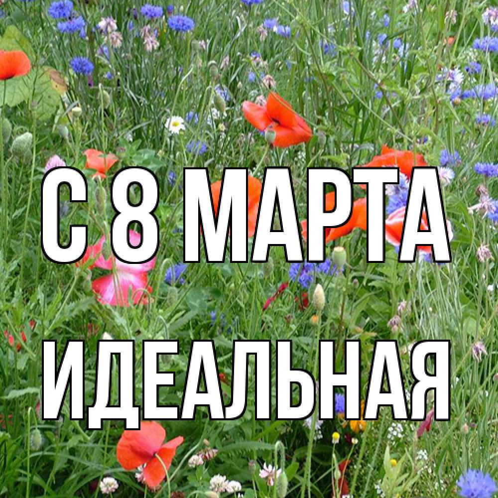 Открытка на каждый день с именем, идеальная C 8 МАРТА международный женский день 4 Прикольная открытка с пожеланием онлайн скачать бесплатно 