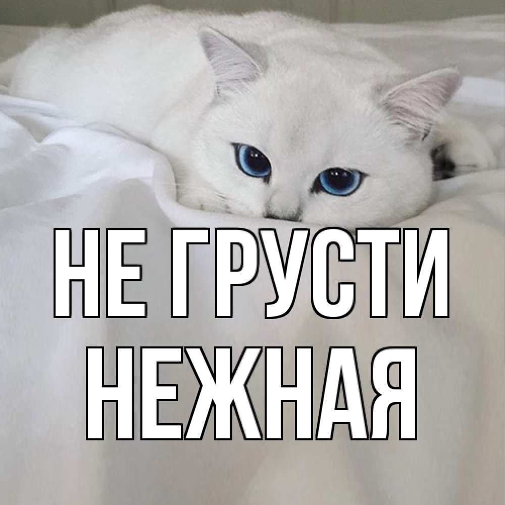 Открытка на каждый день с именем, Hежная Не грусти белый кот с голубыми глазами на белоснежной кровати Прикольная открытка с пожеланием онлайн скачать бесплатно 