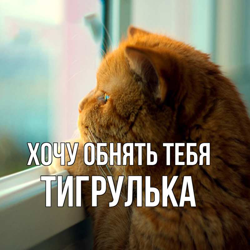 Картинка Хочу обнять тебя, тигрулька