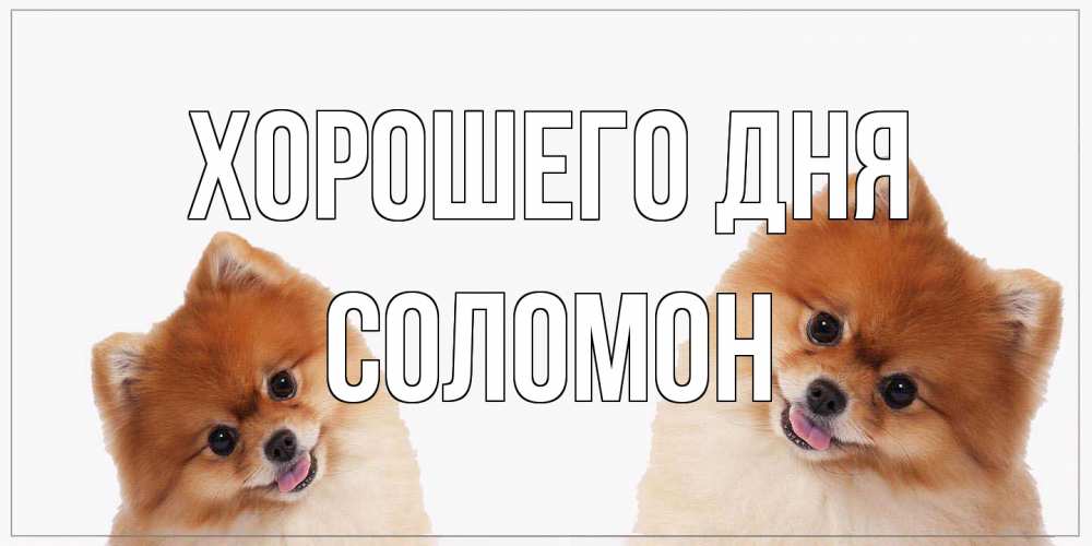Открытка на каждый день с именем, Соломон Хорошего дня собачки желают прекрасного дня Прикольная открытка с пожеланием онлайн скачать бесплатно 