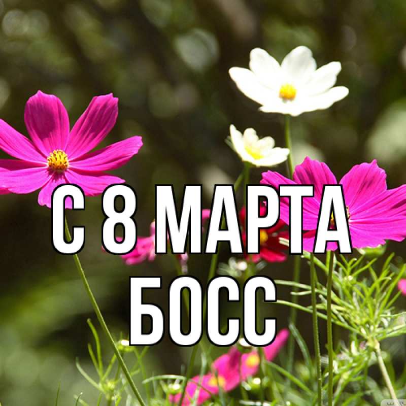 Картинка C 8 МАРТА, Босс