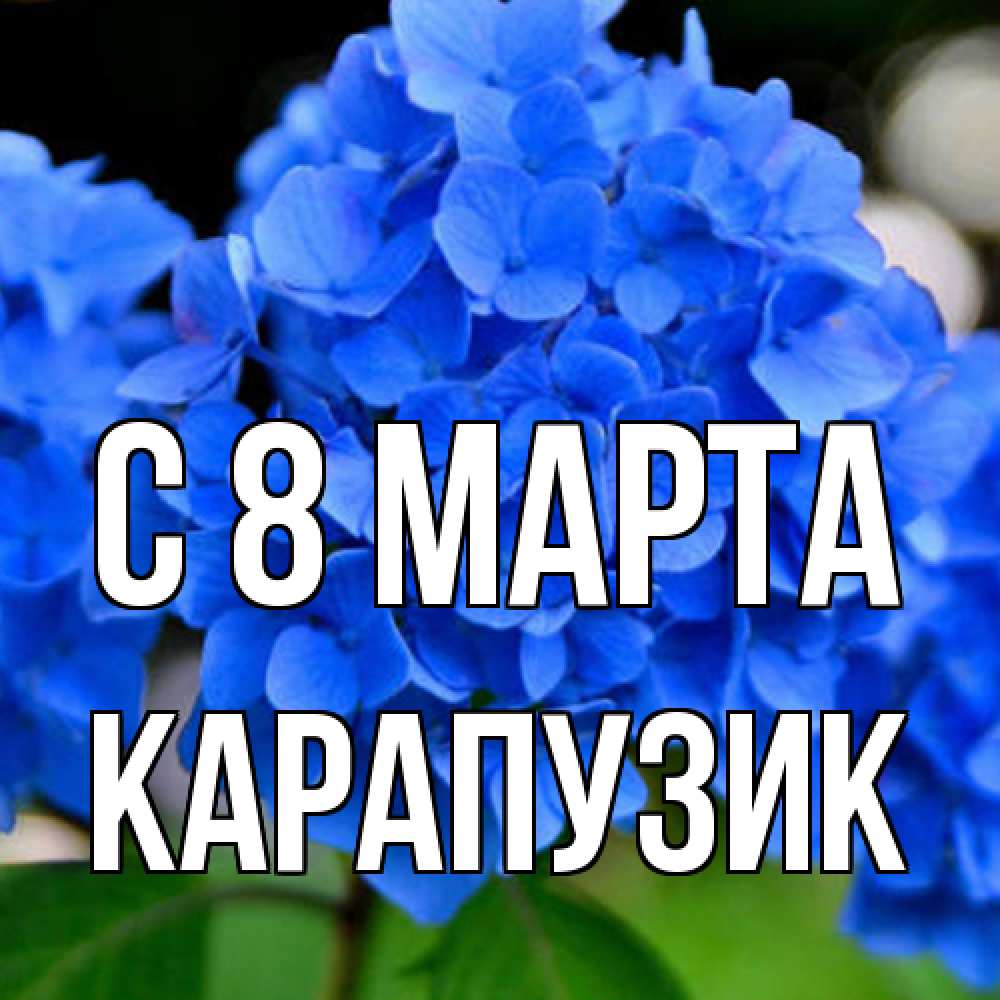Открытка на каждый день с именем, карапузик C 8 МАРТА синие цветы Прикольная открытка с пожеланием онлайн скачать бесплатно 
