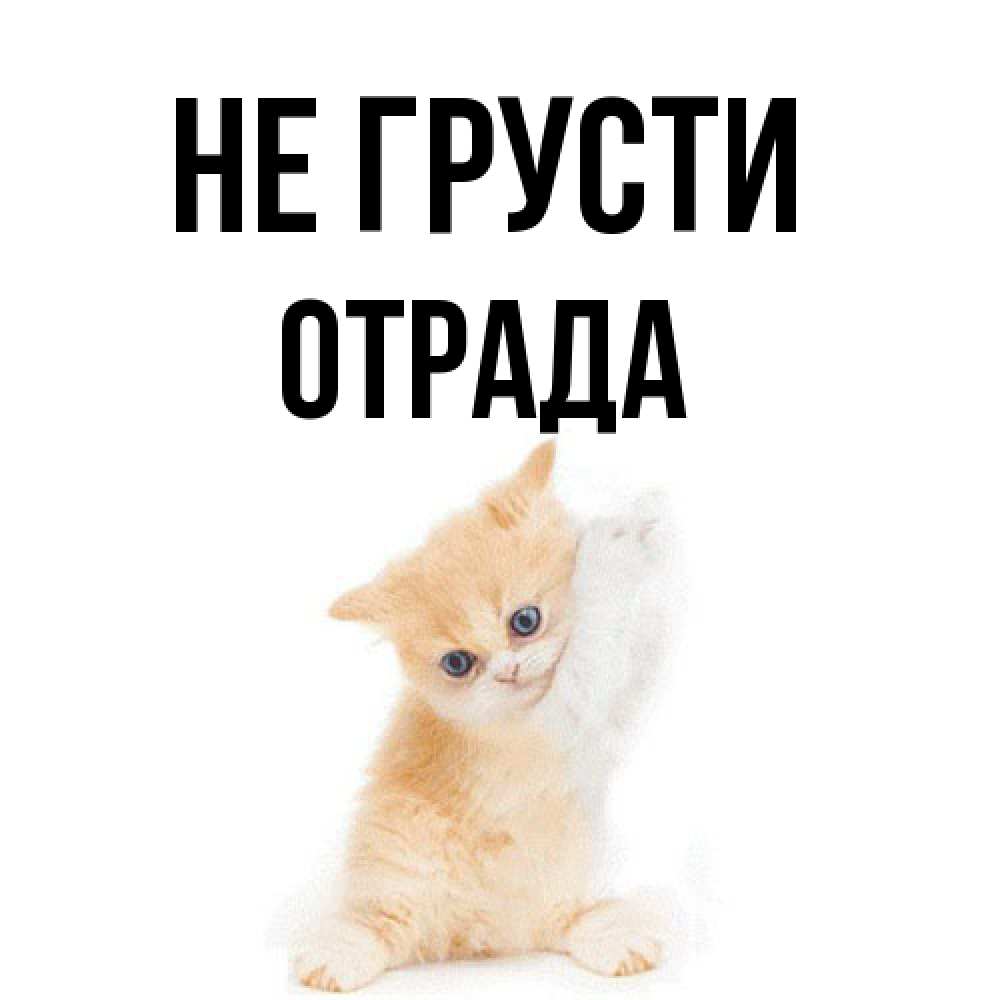 Открытка на каждый день с именем, Отpада Не грусти просящий кот Прикольная открытка с пожеланием онлайн скачать бесплатно 
