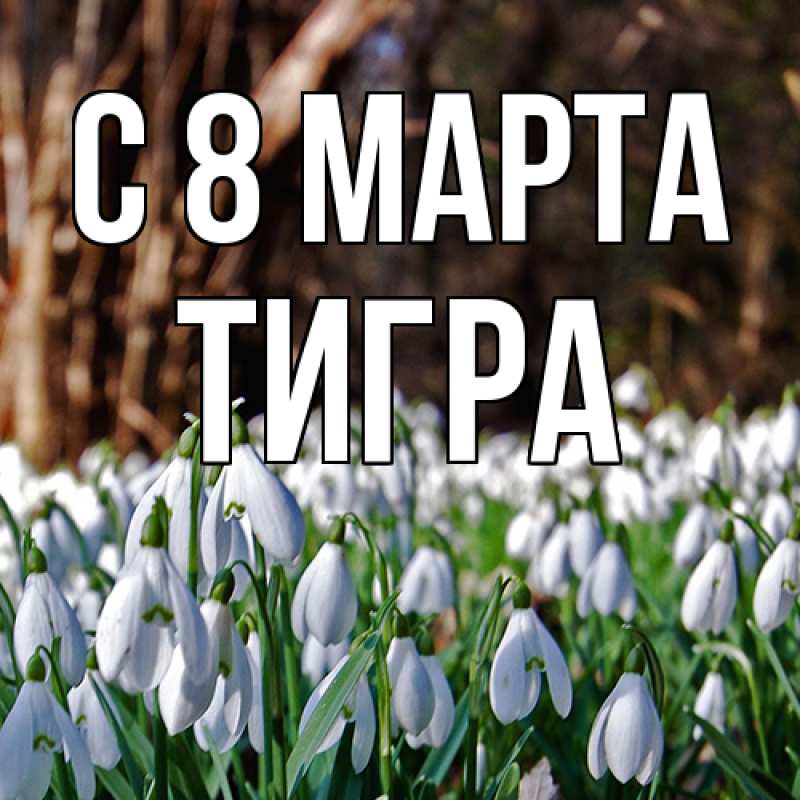 Картинка C 8 МАРТА, Тигpа