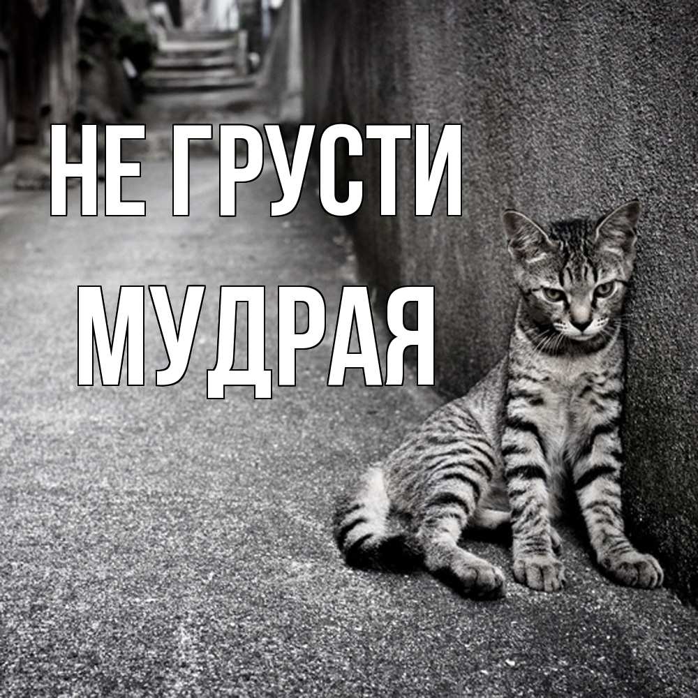 Открытка на каждый день с именем, Мудpая Не грусти скучающий котик Прикольная открытка с пожеланием онлайн скачать бесплатно 