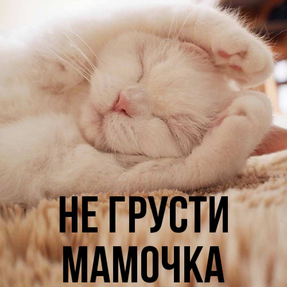 Открытка на каждый день с именем, Мамочка Не грусти Котенок спит Прикольная открытка с пожеланием онлайн скачать бесплатно 