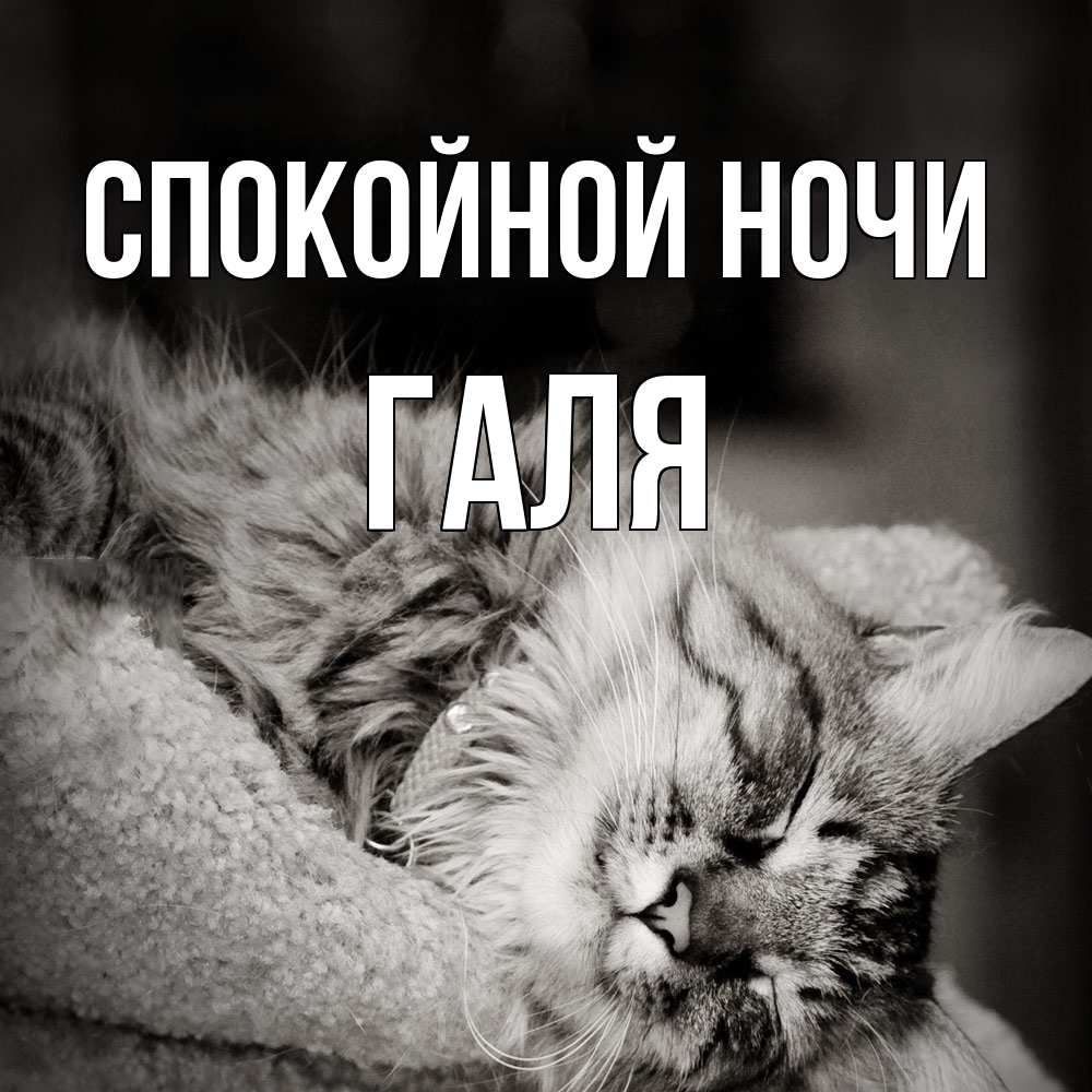 Открытка на каждый день с именем, Галя Спокойной ночи котярик пушистый Прикольная открытка с пожеланием онлайн скачать бесплатно 