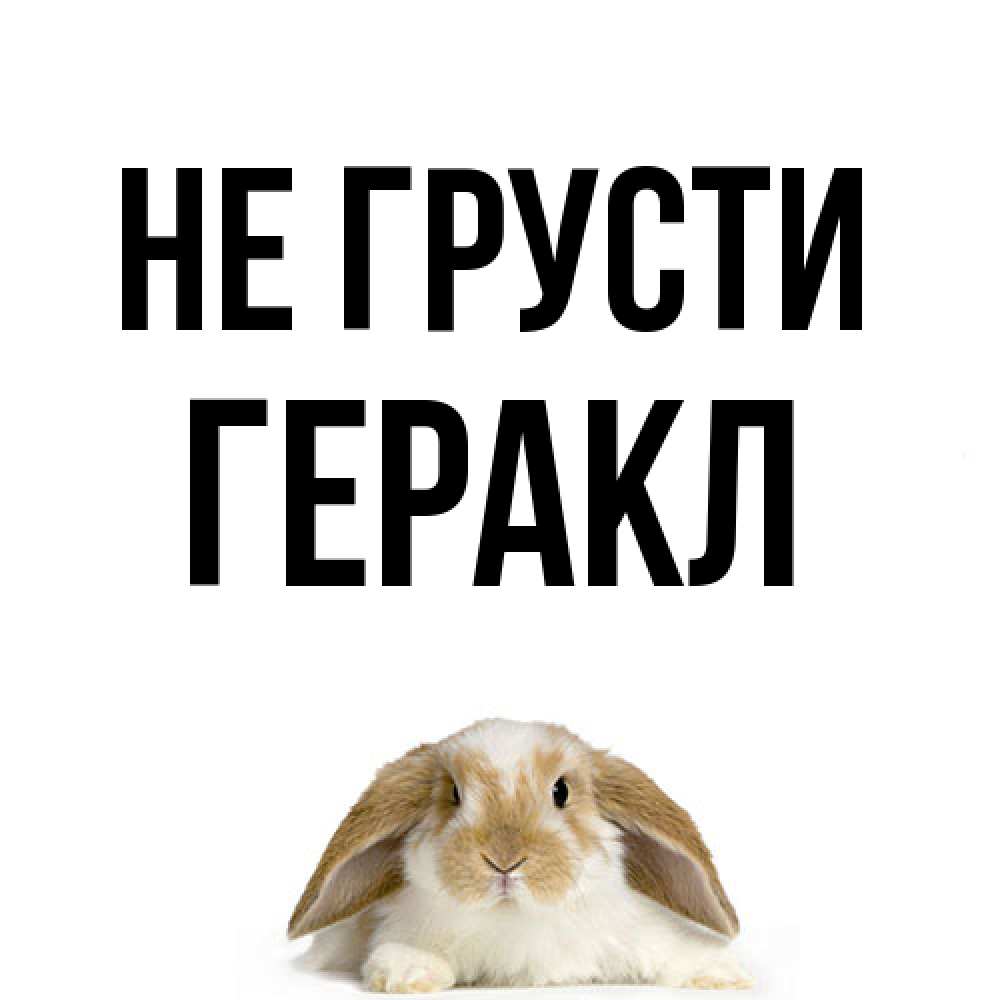 Открытка на каждый день с именем, Геракл Не грусти коричнево белый заяц с большими ушками Прикольная открытка с пожеланием онлайн скачать бесплатно 