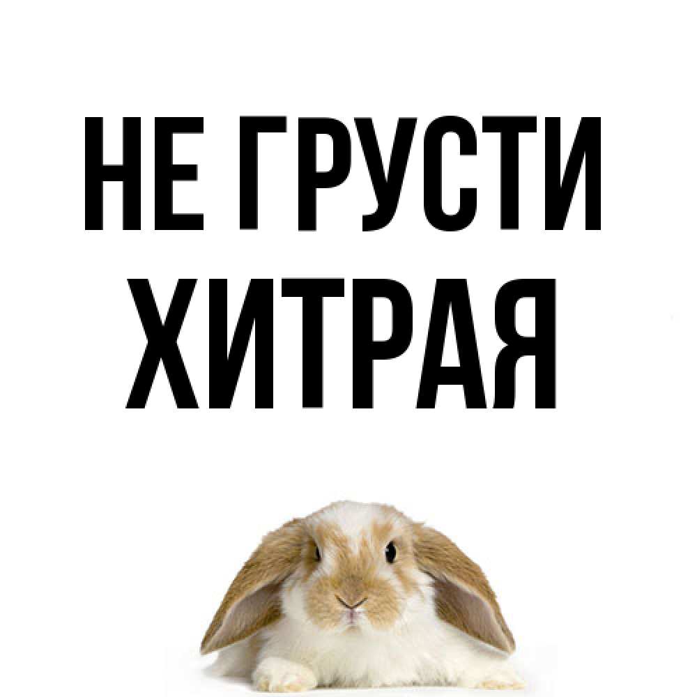 Открытка на каждый день с именем, хитрая Не грусти коричнево белый заяц с большими ушками Прикольная открытка с пожеланием онлайн скачать бесплатно 