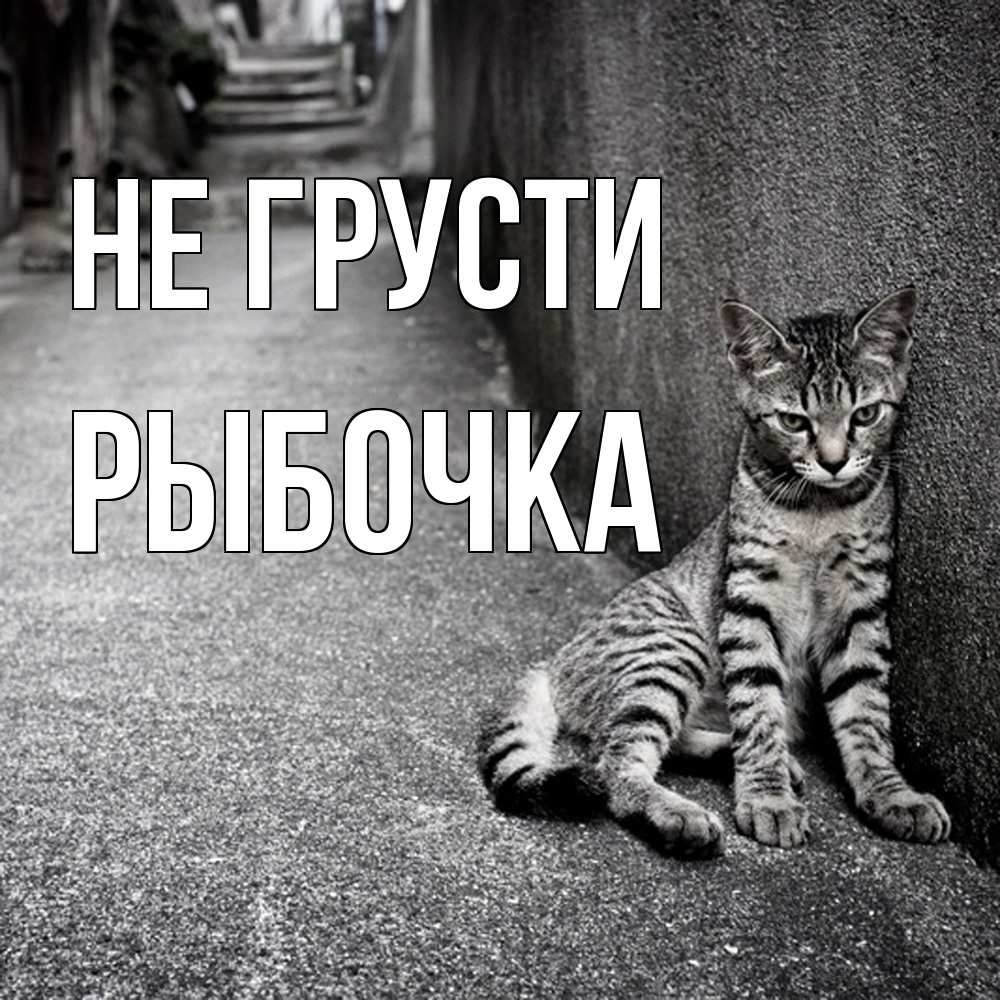 Открытка на каждый день с именем, рыбочка Не грусти скучающий котик Прикольная открытка с пожеланием онлайн скачать бесплатно 