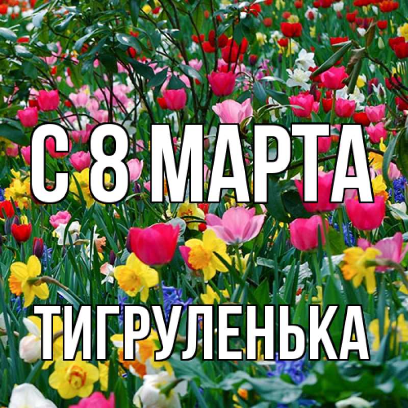 Картинка C 8 МАРТА, Тигpуленька