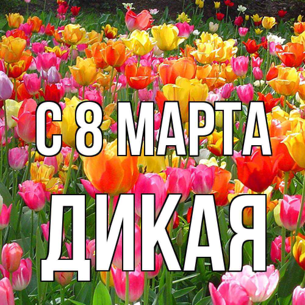 Открытка на каждый день с именем, дикая C 8 МАРТА на международный женский день Прикольная открытка с пожеланием онлайн скачать бесплатно 