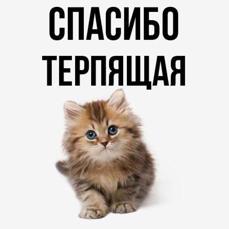 Картинка Спасибо, Терпящая
