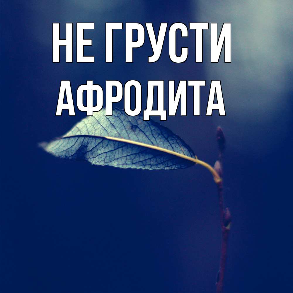 Открытка на каждый день с именем, Афродита Не грусти растение Прикольная открытка с пожеланием онлайн скачать бесплатно 