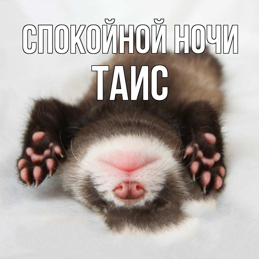 Открытка на каждый день с именем, Таис Спокойной ночи зверек Прикольная открытка с пожеланием онлайн скачать бесплатно 