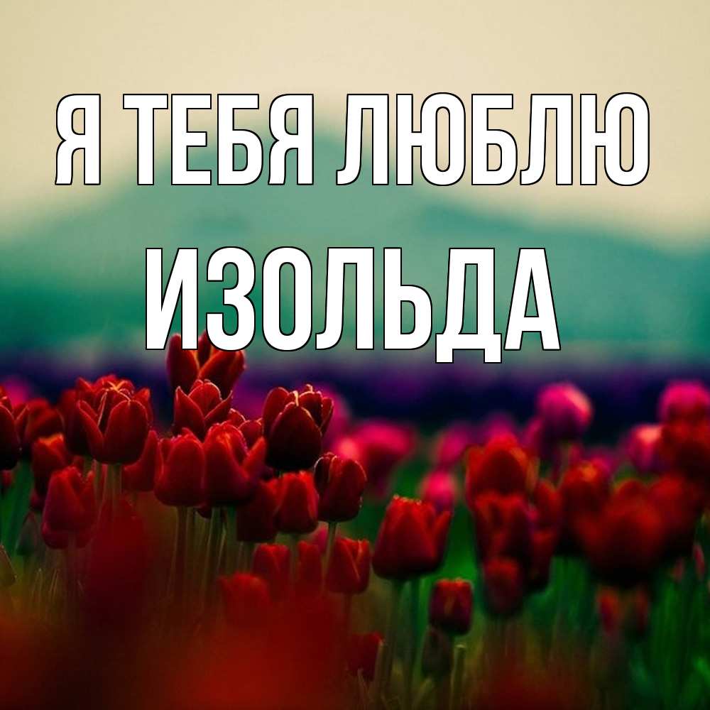 Открытка на каждый день с именем, Изольда Я тебя люблю тюльпаны 4 Прикольная открытка с пожеланием онлайн скачать бесплатно 