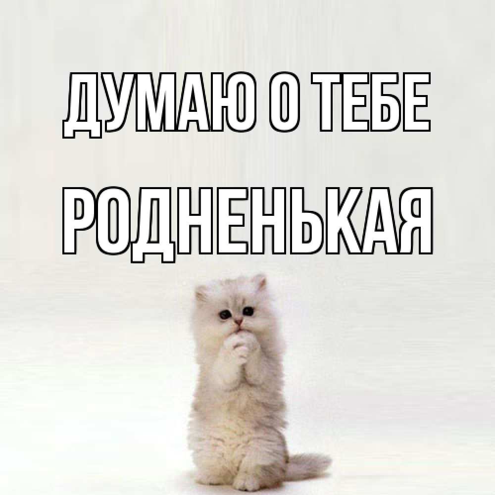 Открытка на каждый день с именем, Родненькая Думаю о тебе кот стоит на задних лапах Прикольная открытка с пожеланием онлайн скачать бесплатно 