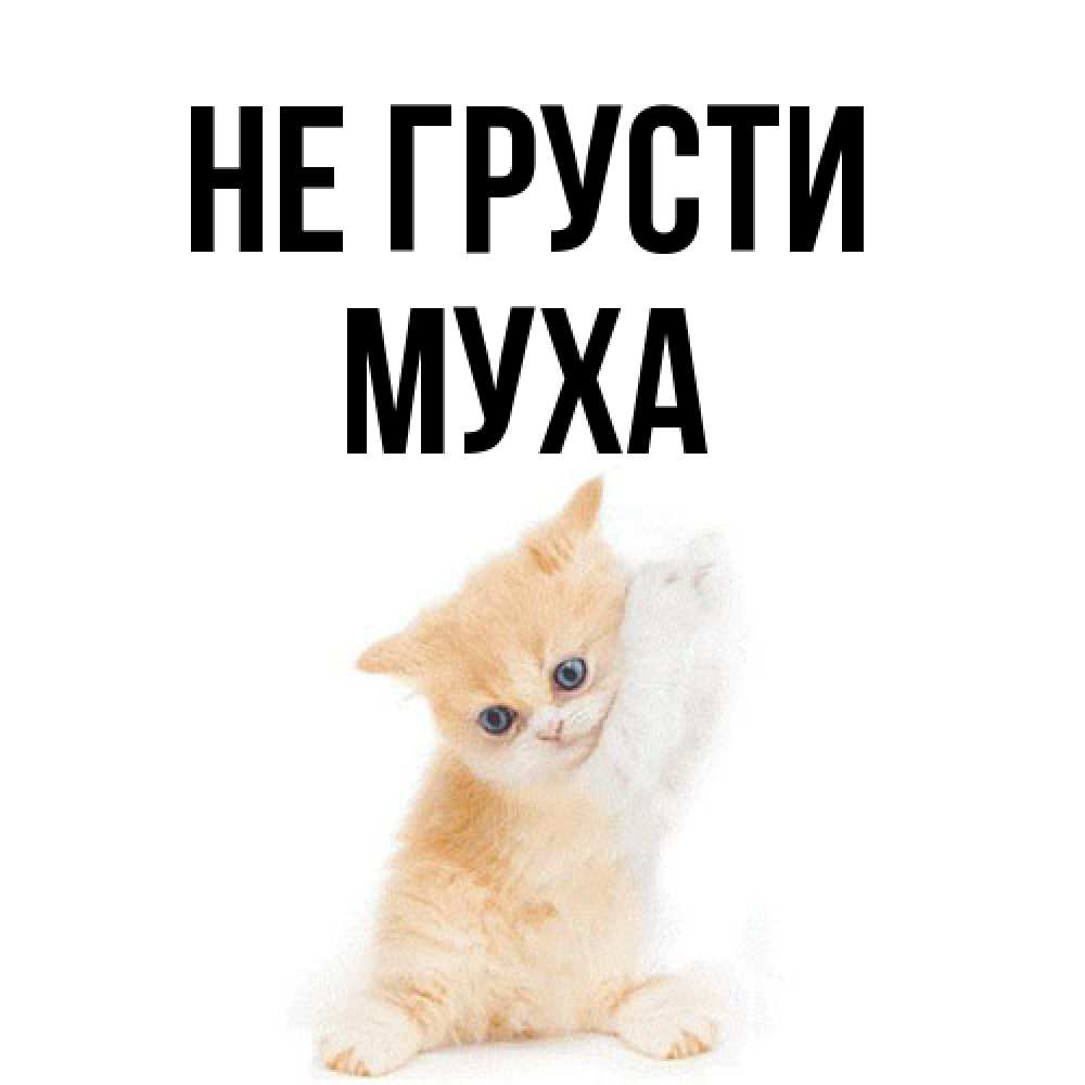 Открытка на каждый день с именем, Муха Не грусти просящий кот Прикольная открытка с пожеланием онлайн скачать бесплатно 