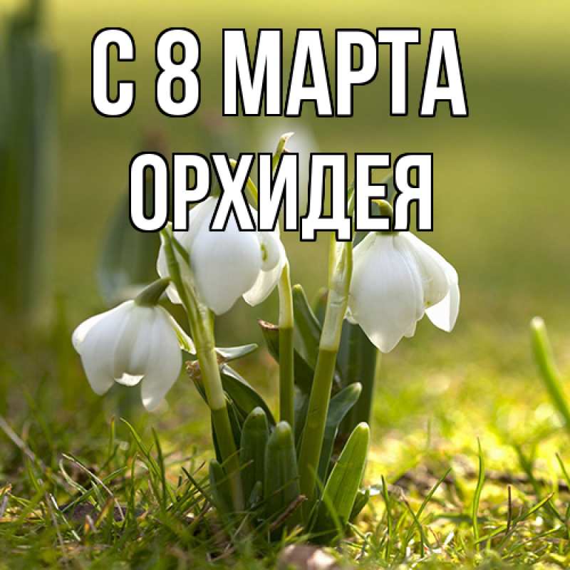 Картинка C 8 МАРТА, Орхидея