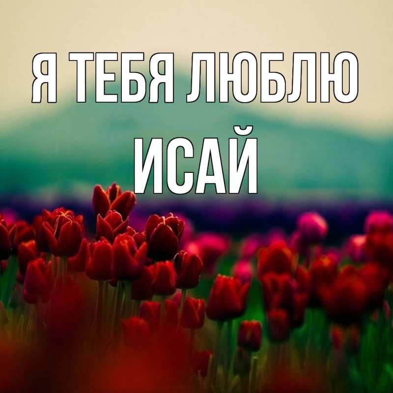 Картинка Я тебя люблю, Исай
