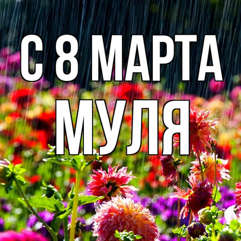 Картинка C 8 МАРТА, Муля