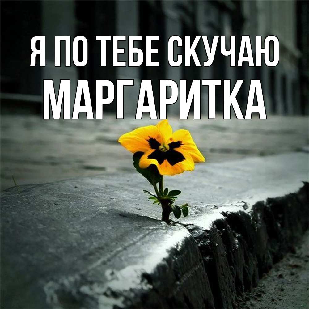 Открытка на каждый день с именем, Маргаритка Я по тебе скучаю надеюсь будет лучше Прикольная открытка с пожеланием онлайн скачать бесплатно 
