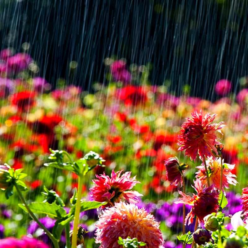 Картинка C 8 МАРТА, Леокадия